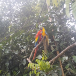 REAL beautiful parrots! :)